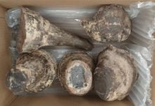 Vietnamese man caught with 6.9 million baht rhino horns at Bangkok airport | Thaiger