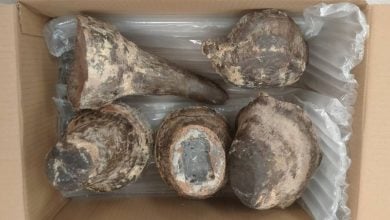 Vietnamese man caught with 6.9 million baht rhino horns at Bangkok airport | Thaiger