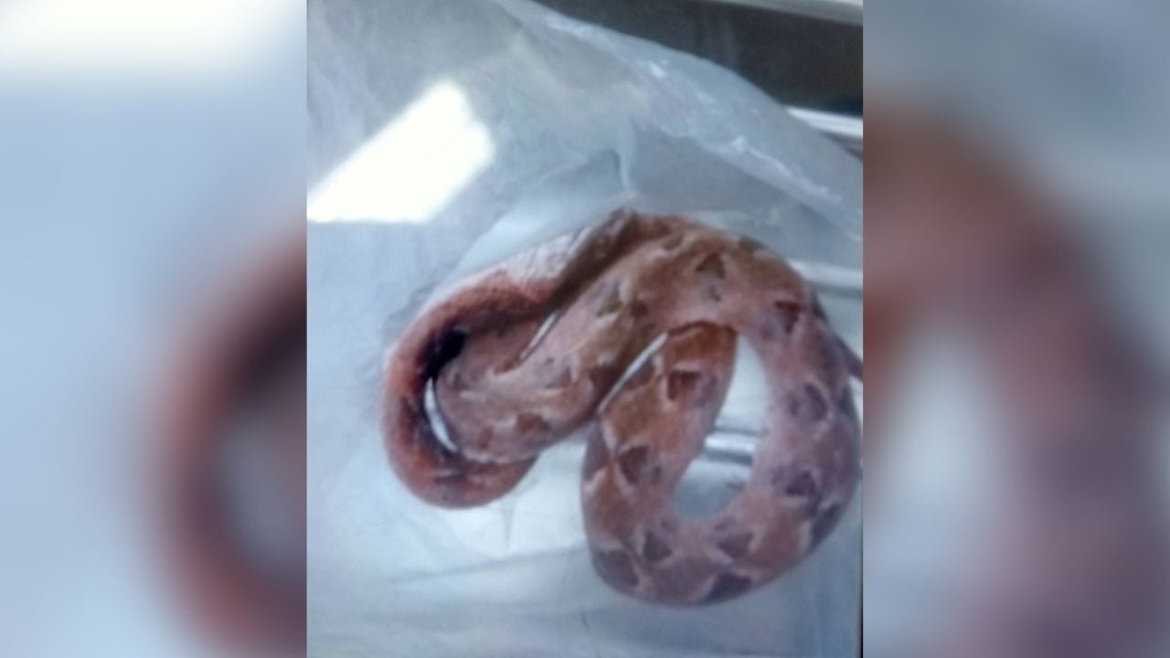 Thai woman bitten after mistaking snake eggs for mushrooms | News by Thaiger