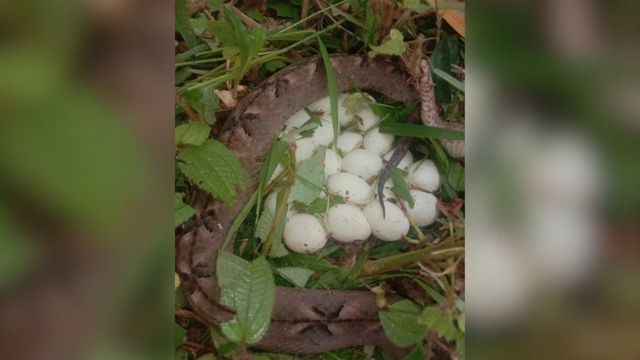 Thai woman bitten after mistaking snake eggs for mushrooms | News by Thaiger