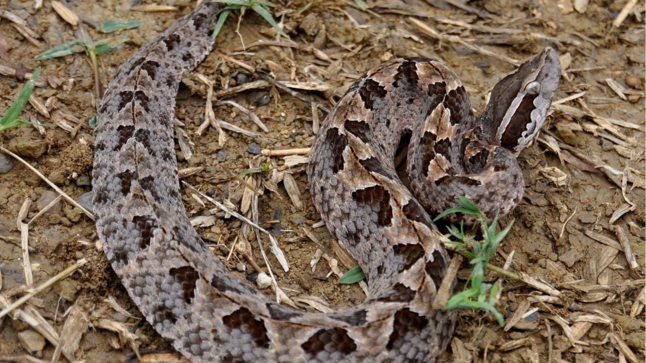 Thai woman bitten after mistaking snake eggs for mushrooms | News by Thaiger