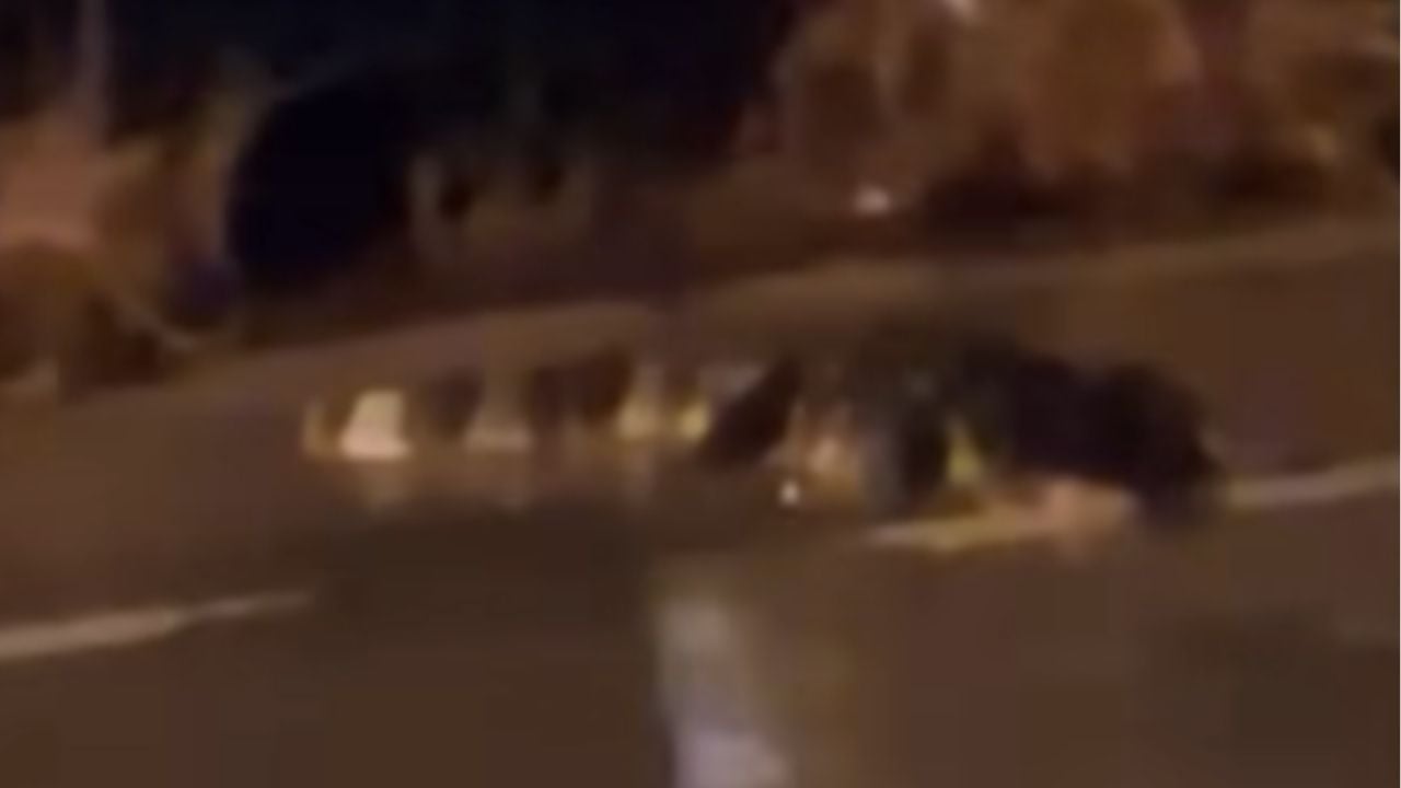 Crocodile spotted on Rayong road
