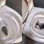 Thai woman on trial in Taiwan for flushing hamsters down toilet | Thaiger