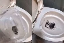 Thai woman on trial in Taiwan for flushing hamsters down toilet | Thaiger