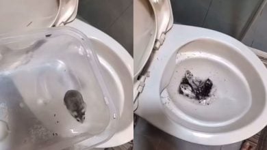 Thai woman on trial in Taiwan for flushing hamsters down toilet | Thaiger