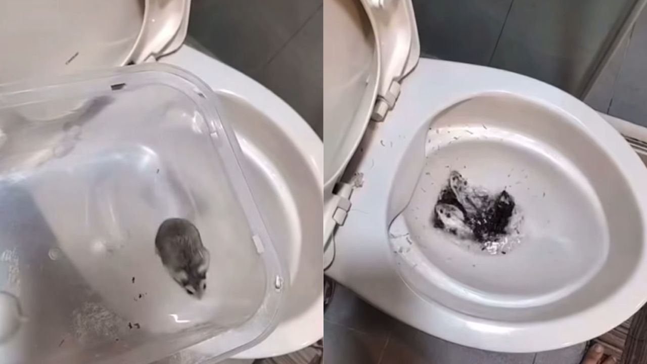 Thai woman on trial in Taiwan for flushing hamsters down toilet | Thaiger