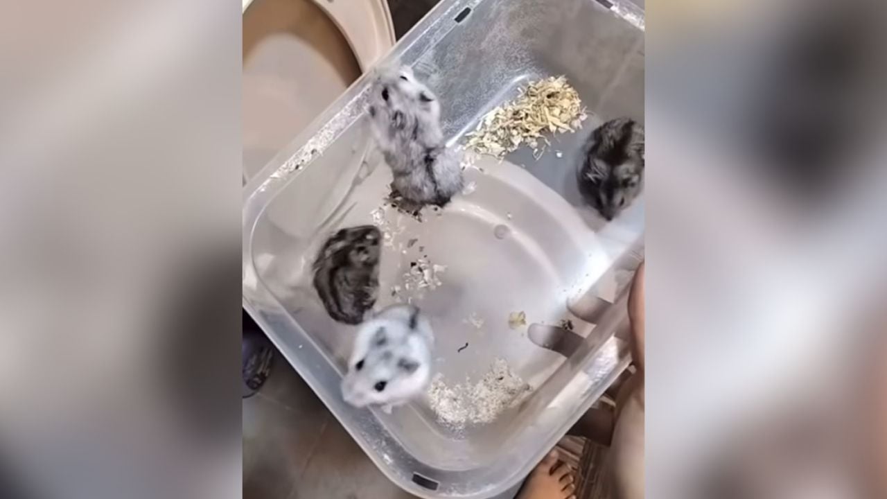 Thai woman kills hamsters