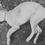 Drunk Thai man beats neighbour’s puppy to death in Bangkok | Thaiger