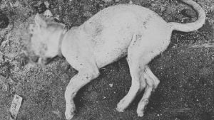 Drunk Thai man beats neighbour’s puppy to death in Bangkok | Thaiger