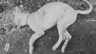 Drunk Thai man beats neighbour’s puppy to death in Bangkok | Thaiger