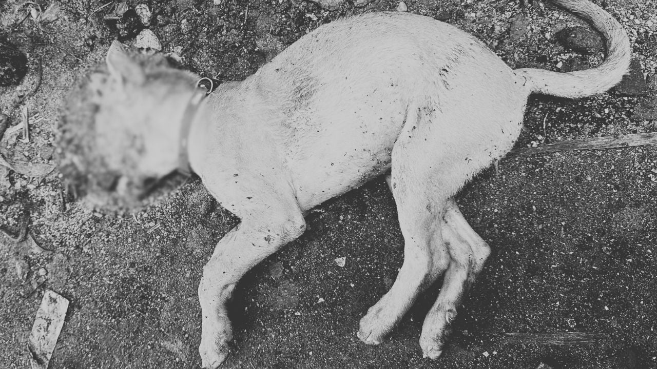 Drunk Thai man beats neighbour’s puppy to death in Bangkok | Thaiger