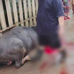 Buffalo attack in Chiang Mai leaves 3 victims injured | Thaiger
