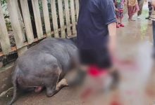 Buffalo attack in Chiang Mai leaves 3 victims injured | Thaiger