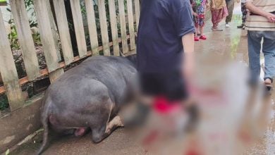 Buffalo attack in Chiang Mai leaves 3 victims injured | Thaiger