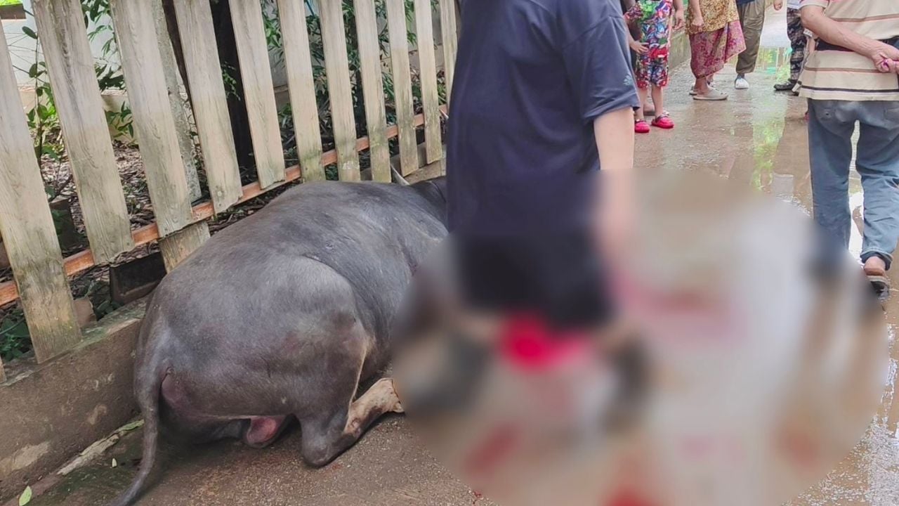 Buffalo attack in Chiang Mai leaves 3 victims injured | Thaiger