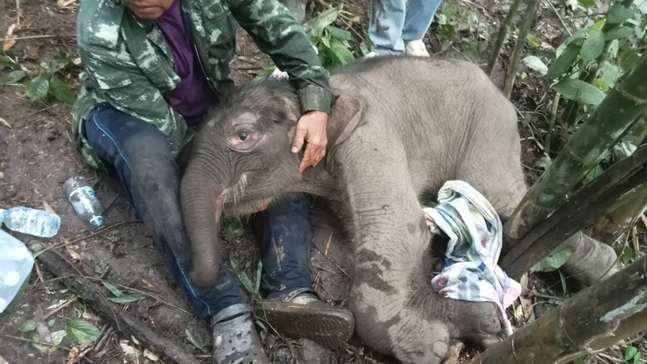 Animal rescue mission