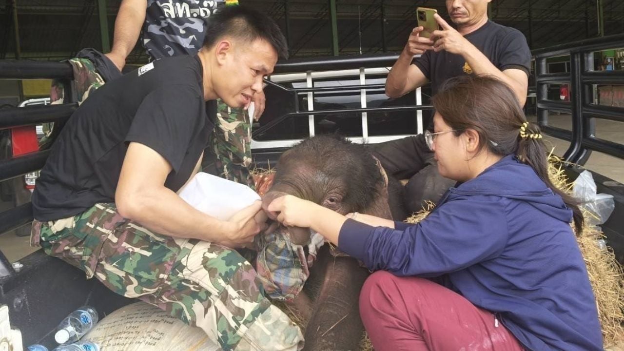Locals save baby elephant abandoned in cassva plantation