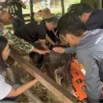 Injured baby elephant rescued from cassava plantation in Kanchanaburi | Thaiger