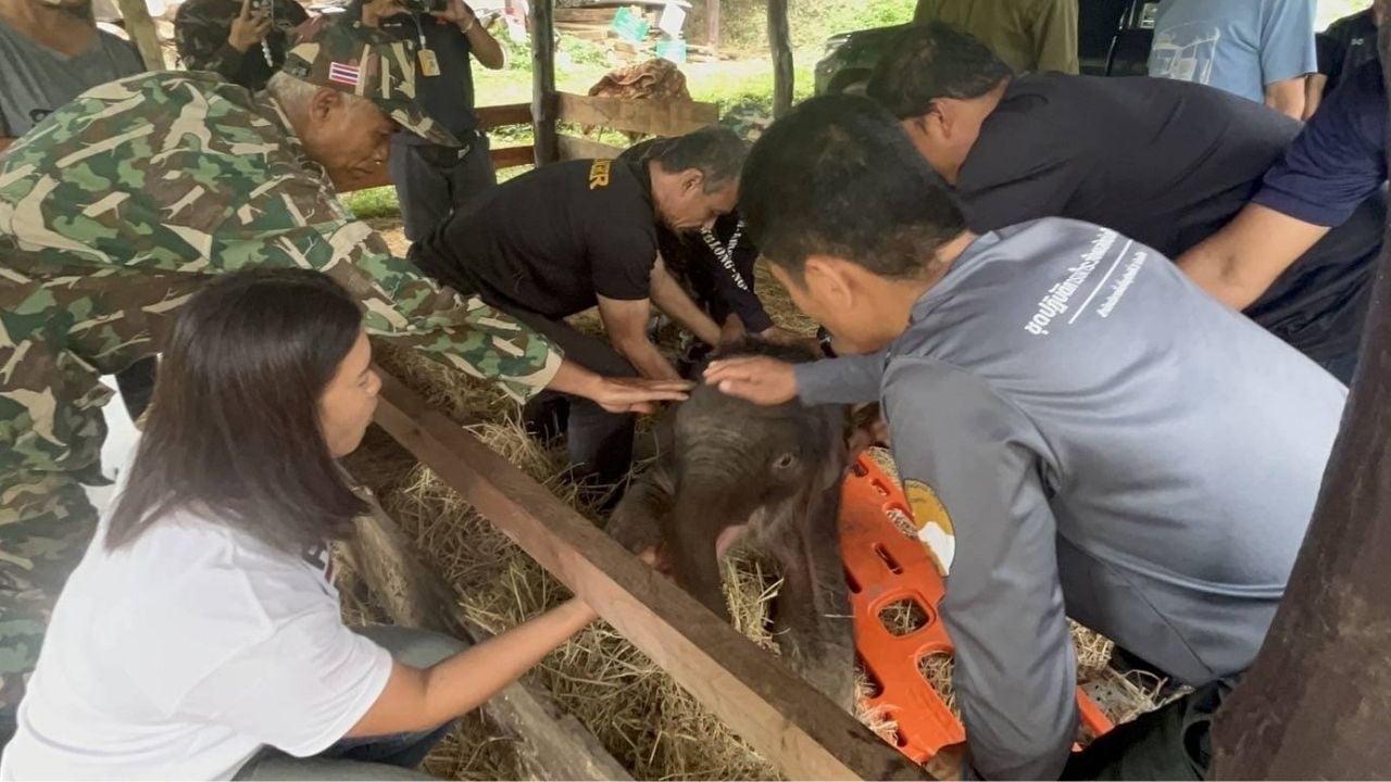 Injured baby elephant rescued from cassava plantation in Kanchanaburi | Thaiger