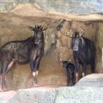 Korat Zoo celebrates birth of rare and endangered baby serow | Thaiger