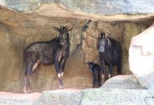 Korat Zoo celebrates birth of rare and endangered baby serow | Thaiger