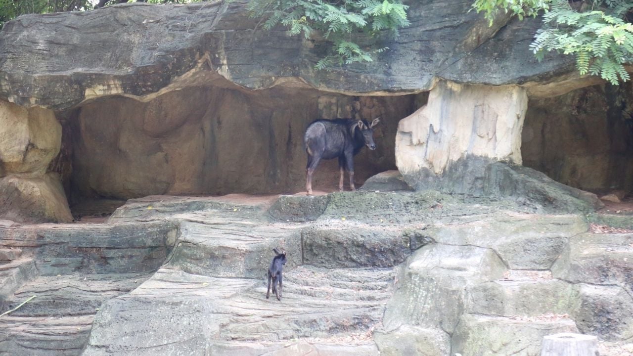 Korat Zoo new animal