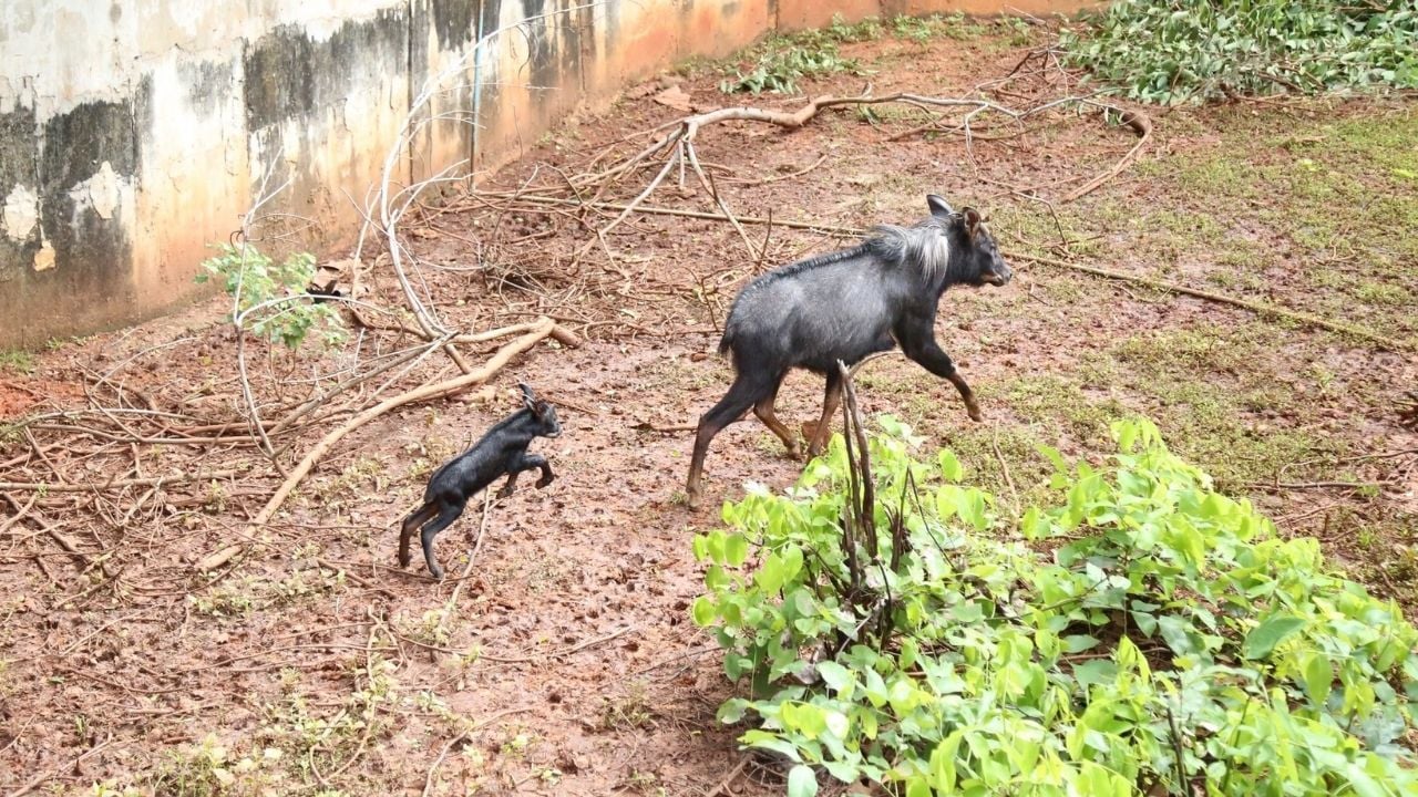 baby serow Nakhon Ratchasima Zoo