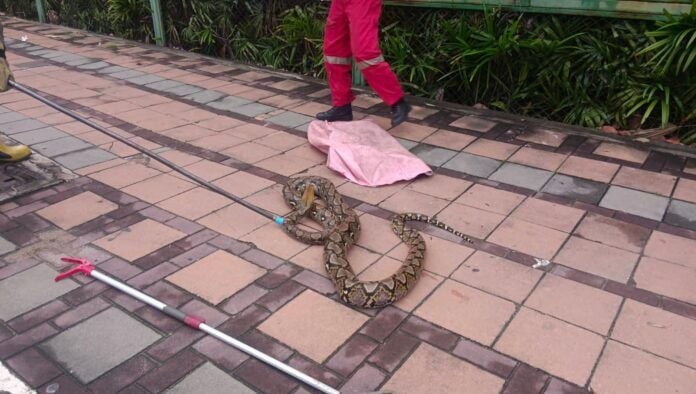 Giant python captured after terrorising Pattaya footpath | News by Thaiger