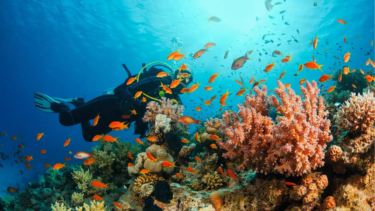 Scuba diving and snorkelling
