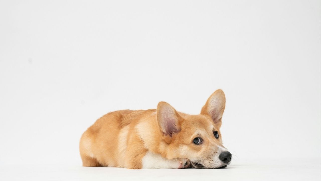 fatty corgi