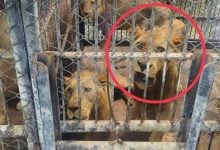 Wild animal zone shut down after fatal lion attack at zoo | Thaiger