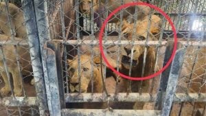 Wild animal zone shut down after fatal lion attack at zoo | Thaiger