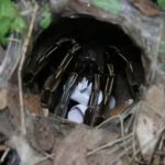 Lottery fever: Tarantula picks lucky number for upcoming draw | Thaiger