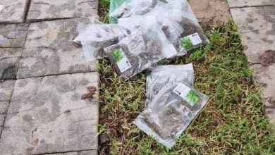 Bags of cannabis dumped outside Udon Thani home baffle locals | Thaiger