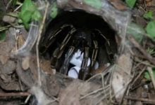 Lottery fever: Tarantula picks lucky number for upcoming draw | Thaiger