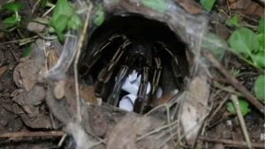 Lottery fever: Tarantula picks lucky number for upcoming draw | Thaiger