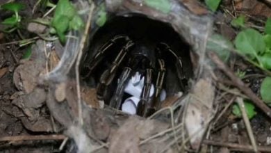 Lottery fever: Tarantula picks lucky number for upcoming draw | Thaiger