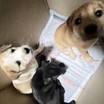 Songkhla puppy killer hunted with 20k reward on offer | Thaiger