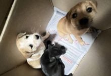 Songkhla puppy killer hunted with 20k reward on offer | Thaiger