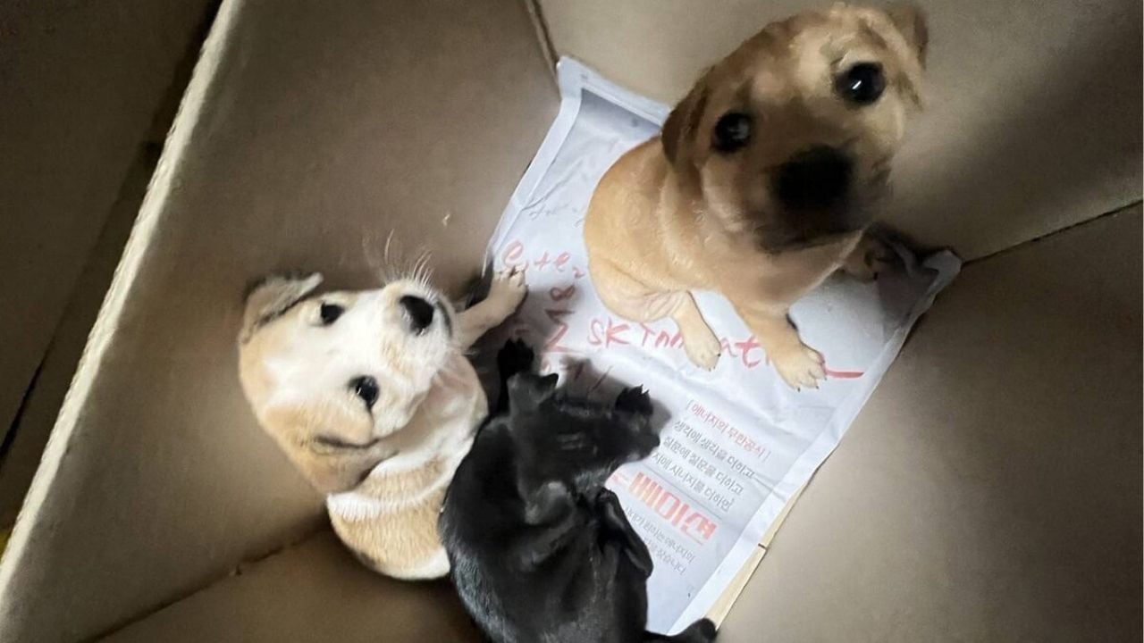 Songkhla puppy killer hunted with 20k reward on offer | Thaiger