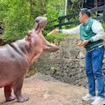 Thailand’s oldest hippo Mae Mali prepares for 60th birthday bash | Thaiger