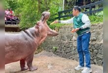Thailand’s oldest hippo Mae Mali prepares for 60th birthday bash | Thaiger