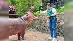Thailand’s oldest hippo Mae Mali prepares for 60th birthday bash | Thaiger