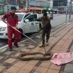 Giant python captured after terrorising Pattaya footpath | Thaiger