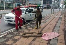 Giant python captured after terrorising Pattaya footpath | Thaiger