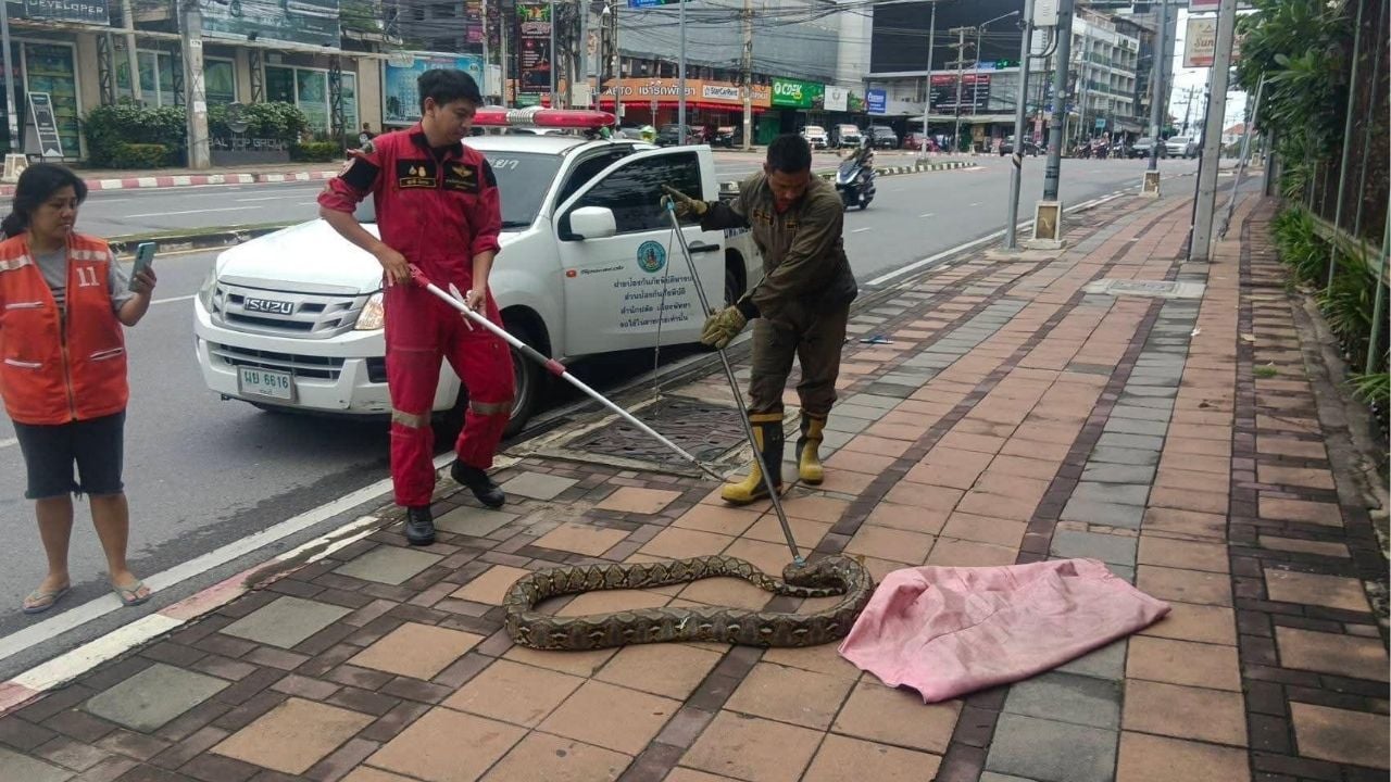 Giant python captured after terrorising Pattaya footpath | Thaiger