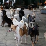Bangkok warns of rabies outbreak in multiple districts | Thaiger