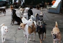 Bangkok warns of rabies outbreak in multiple districts | Thaiger