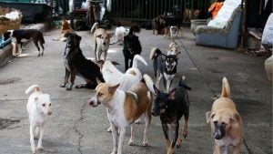Bangkok warns of rabies outbreak in multiple districts | Thaiger