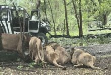 Bangkok zookeeper killed in horrific lion attack at Safari World (video) | Thaiger
